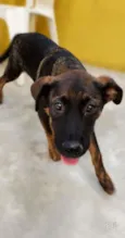 Cachorro raça SRD-ViraLata idade 2 a 6 meses nome KIKA