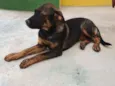 Cachorro raça SRD-ViraLata idade 2 a 6 meses nome KIKA