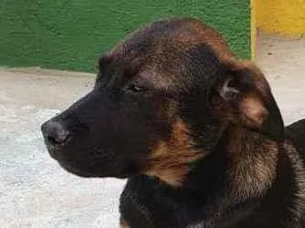 Cachorro raça SRD-ViraLata idade 2 a 6 meses nome KIKA