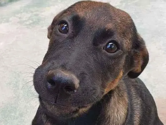 Cachorro raça SRD-ViraLata idade 2 a 6 meses nome KIKA