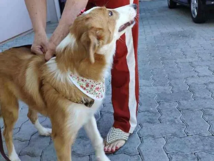 Cachorro raça SRD-ViraLata idade 2 a 6 meses nome Flor