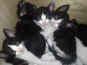 Gato raça  idade Abaixo de 2 meses nome Gatinhos