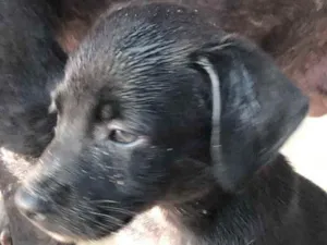 Cachorro raça SRD  idade 2 a 6 meses nome Filhotes 
