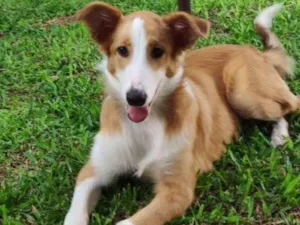Cachorro raça SRD-ViraLata idade 2 a 6 meses nome Flor
