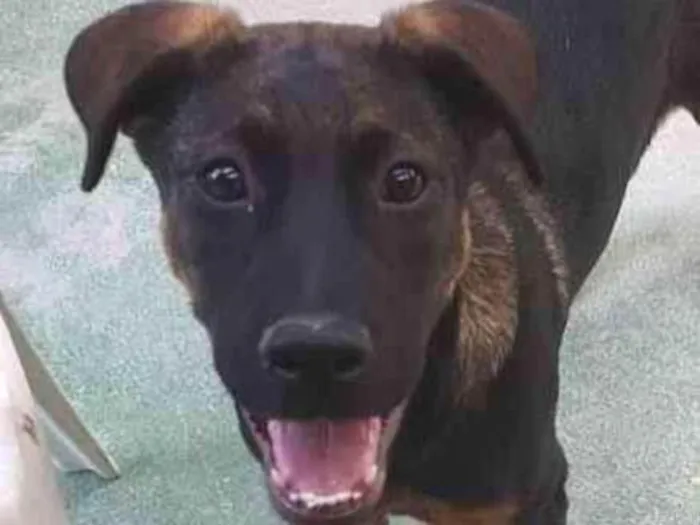 Cachorro raça SRD-ViraLata idade 2 a 6 meses nome KIKA