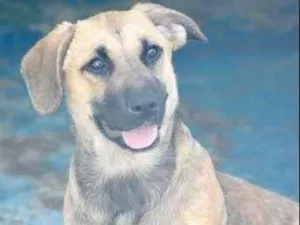 Cachorro raça  idade 7 a 11 meses nome Pablo Filhotinho