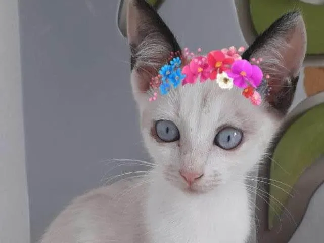 Gato raça SRD-ViraLata idade  nome CLARINHA