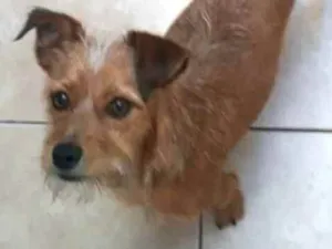 Cachorro raça  idade 2 anos nome Billy 