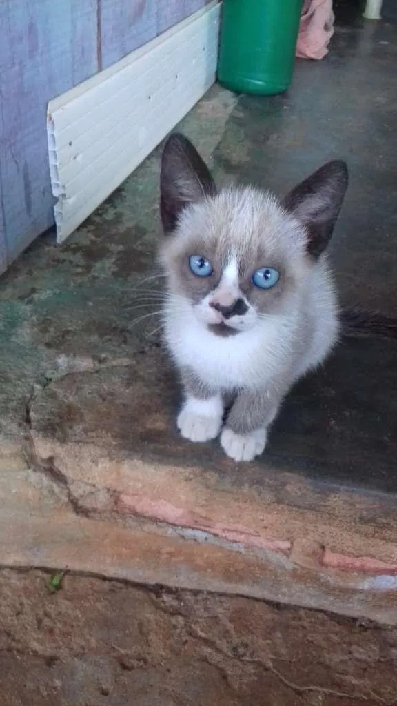 Gato ra a SRD-ViraLata idade 2 a 6 meses nome Docinho