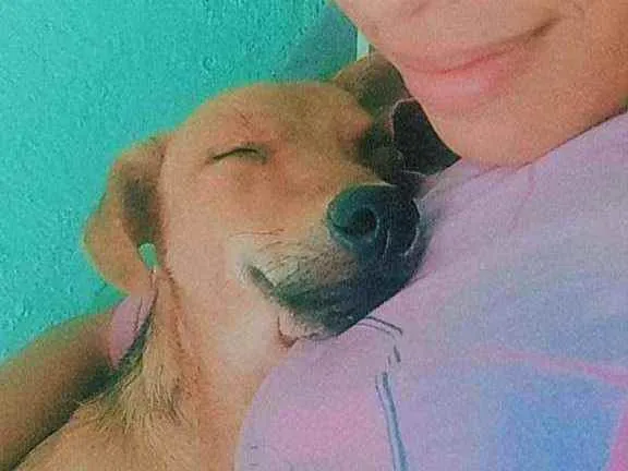 Cachorro ra a Vira lata idade 7 a 11 meses nome Marley