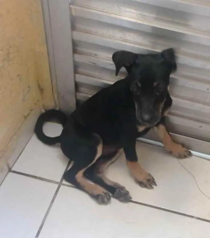 Cachorro ra a Srd idade 2 a 6 meses nome Cindy