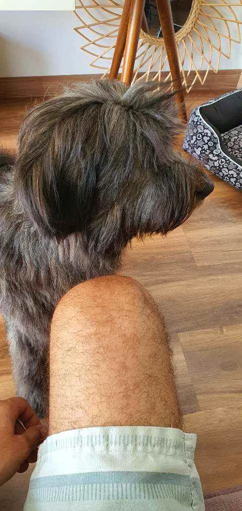 Cachorro raça SRD idade 7 a 11 meses nome Estela 