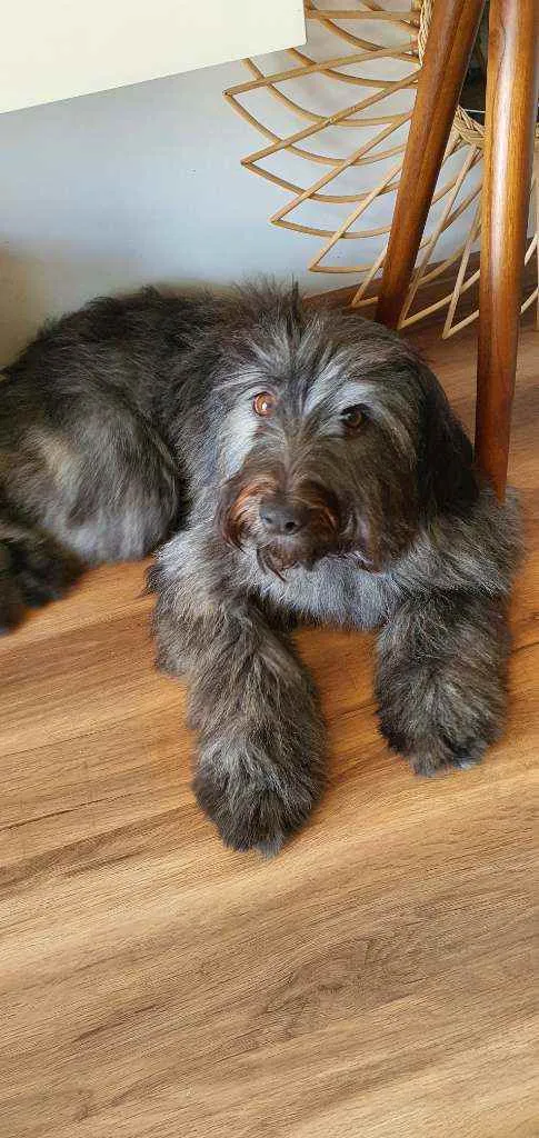 Cachorro raça SRD idade 7 a 11 meses nome Estela 