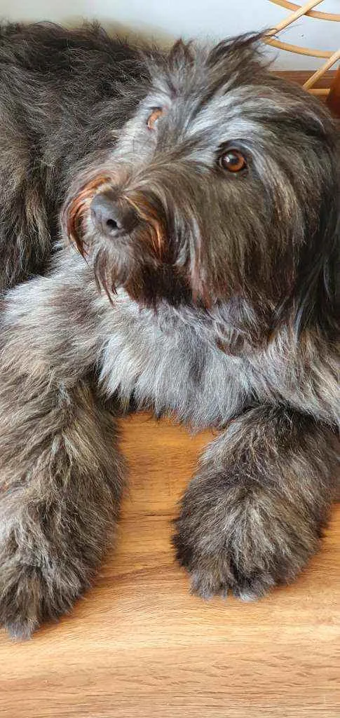 Cachorro raça SRD idade 7 a 11 meses nome Estela 