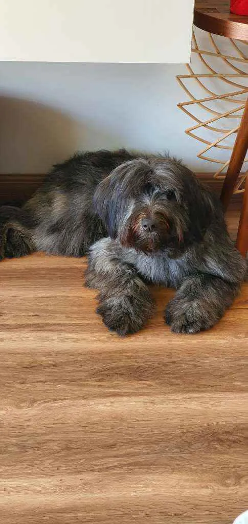 Cachorro raça SRD idade 7 a 11 meses nome Estela 