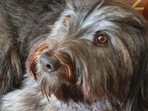 Cachorro raça SRD idade 7 a 11 meses nome Estela 