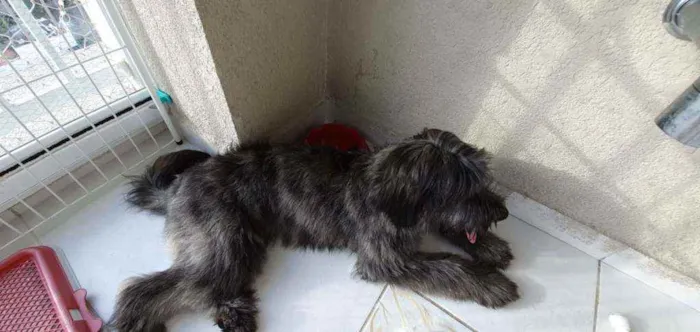 Cachorro raça SRD idade 7 a 11 meses nome Estela 