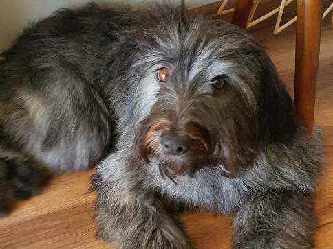 Cachorro raça SRD idade 7 a 11 meses nome Estela 