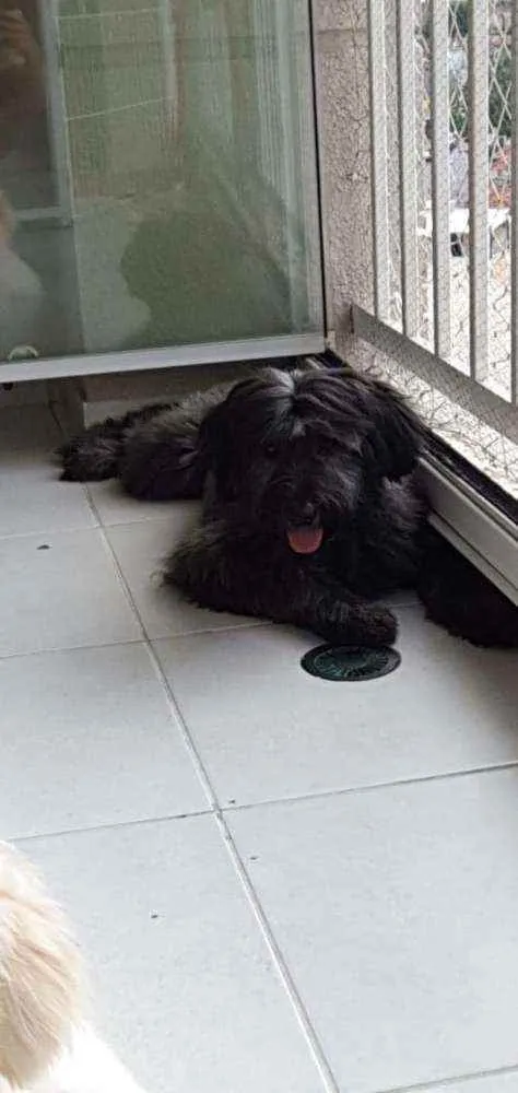 Cachorro raça SRD idade 7 a 11 meses nome Estela 