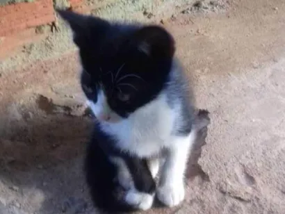Gato raça SRD-ViraLata idade 2 a 6 meses nome Batiman 