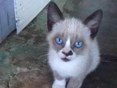 Gato raça SRD-ViraLata idade 2 a 6 meses nome Docinho