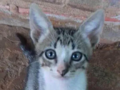 Gato raça SRD-ViraLata idade 2 a 6 meses nome Paçoca