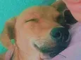 Marley