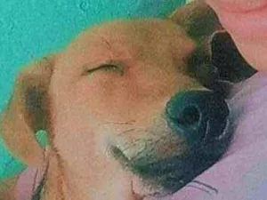 Cachorro raça Vira lata idade 7 a 11 meses nome Marley