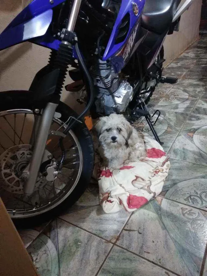 Cachorro ra a Não sei dizer a raca idade 3 anos nome Nina
