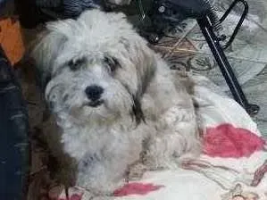 Cachorro raça Não sei dizer a raca idade 3 anos nome Nina