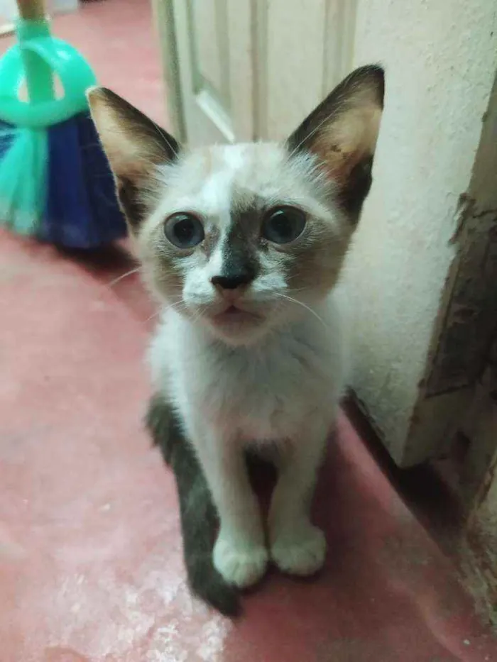 Gato ra a Não específicada idade Abaixo de 2 meses nome Lua