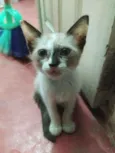 Lua