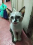 Lua
