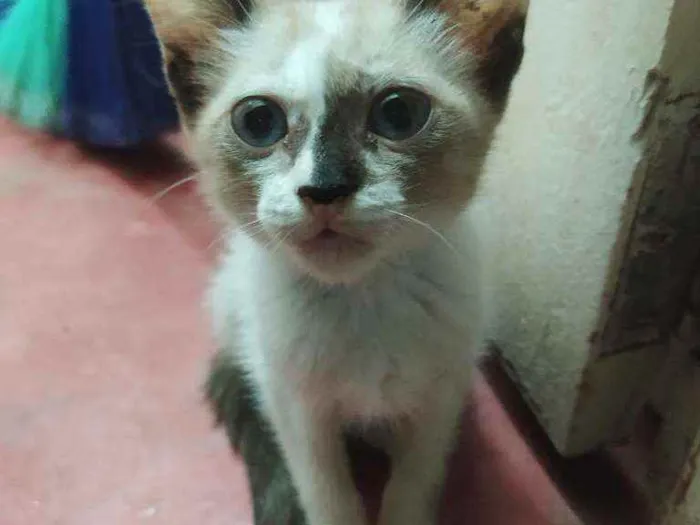 Gato ra a Não específicada idade Abaixo de 2 meses nome Lua