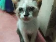 Lua