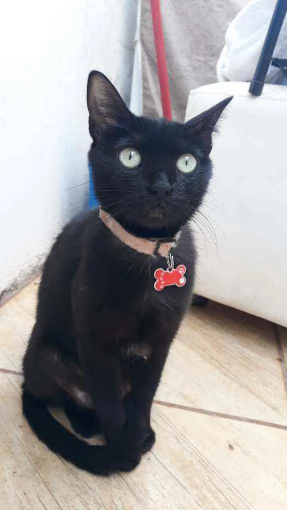 Gato ra a SRD idade 2 anos nome Feijão