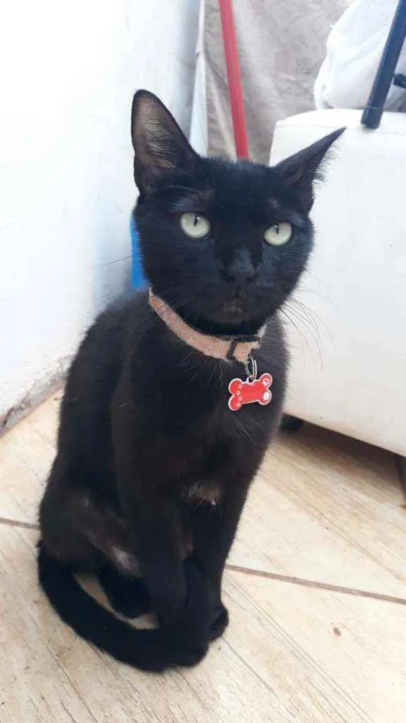 Gato ra a SRD idade 2 anos nome Feijão