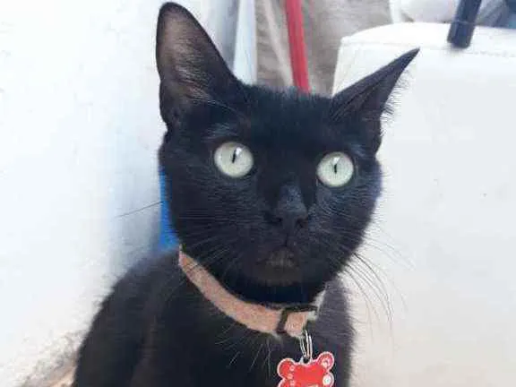 Gato ra a SRD idade 2 anos nome Feijão