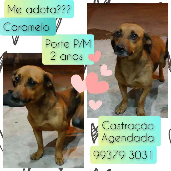 Cachorro raça SRD idade 2 anos nome Caramelo