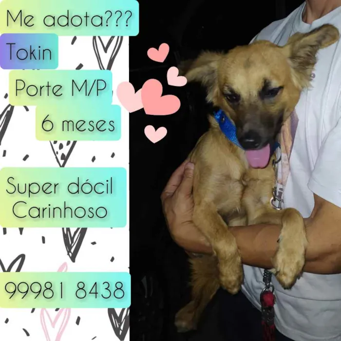 Cachorro raça SRD idade 2 a 6 meses nome Tokin