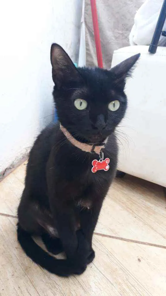 Gato ra a SRD idade 2 anos nome Feijão