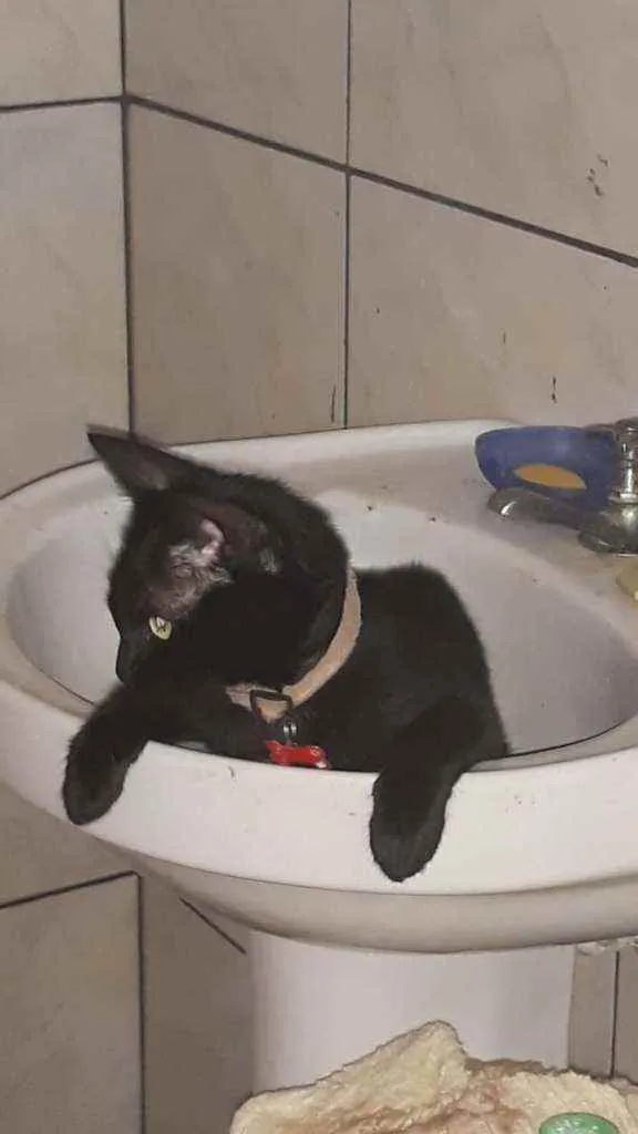 Gato ra a SRD idade 2 anos nome Feijão