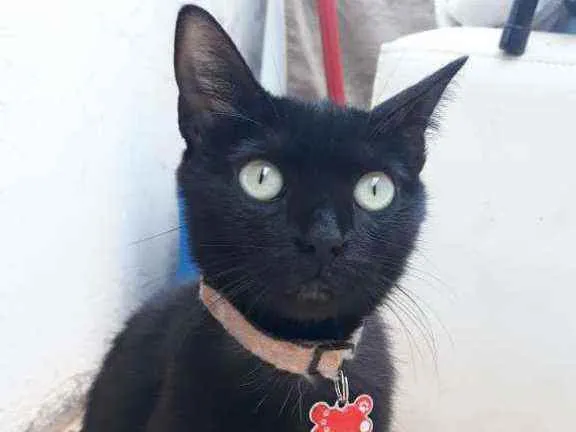 Gato ra a SRD idade 2 anos nome Feijão