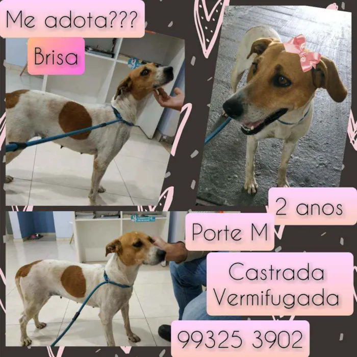 Cachorro raça SRD idade 2 anos nome Brisa