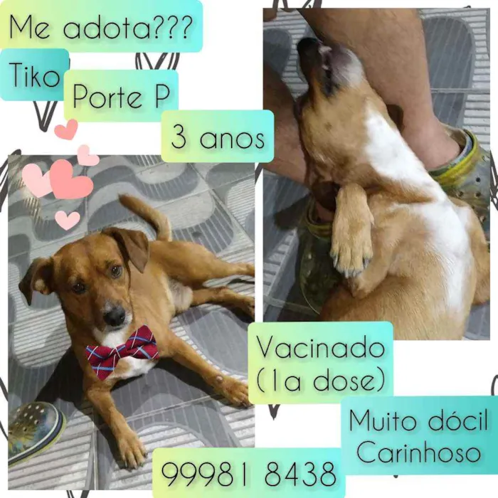 Cachorro raça SRD idade 3 anos nome Tiko