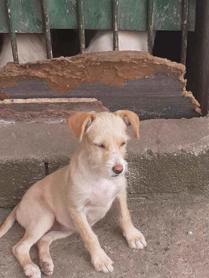Cachorro ra a Sem raça  idade 2 a 6 meses nome Sem nome