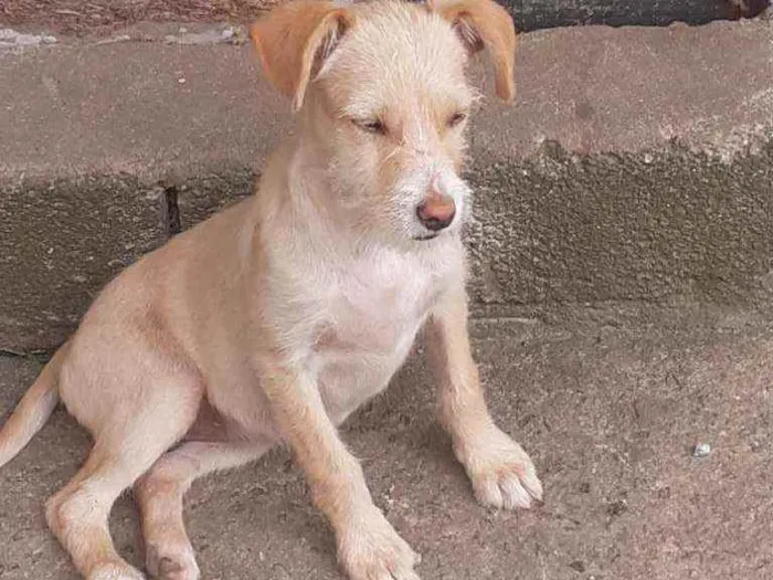 Cachorro ra a Sem raça  idade 2 a 6 meses nome Sem nome