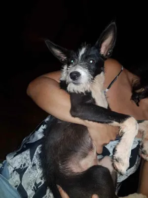 Cachorro raça Vira lata idade 2 a 6 meses nome Lua
