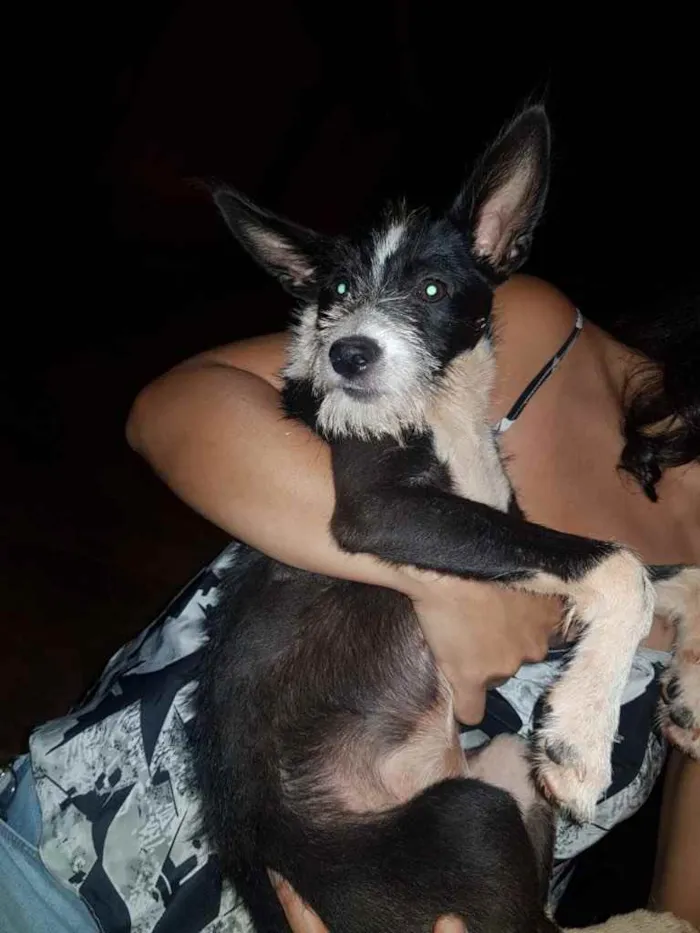Cachorro ra a Vira lata idade 2 a 6 meses nome Lua