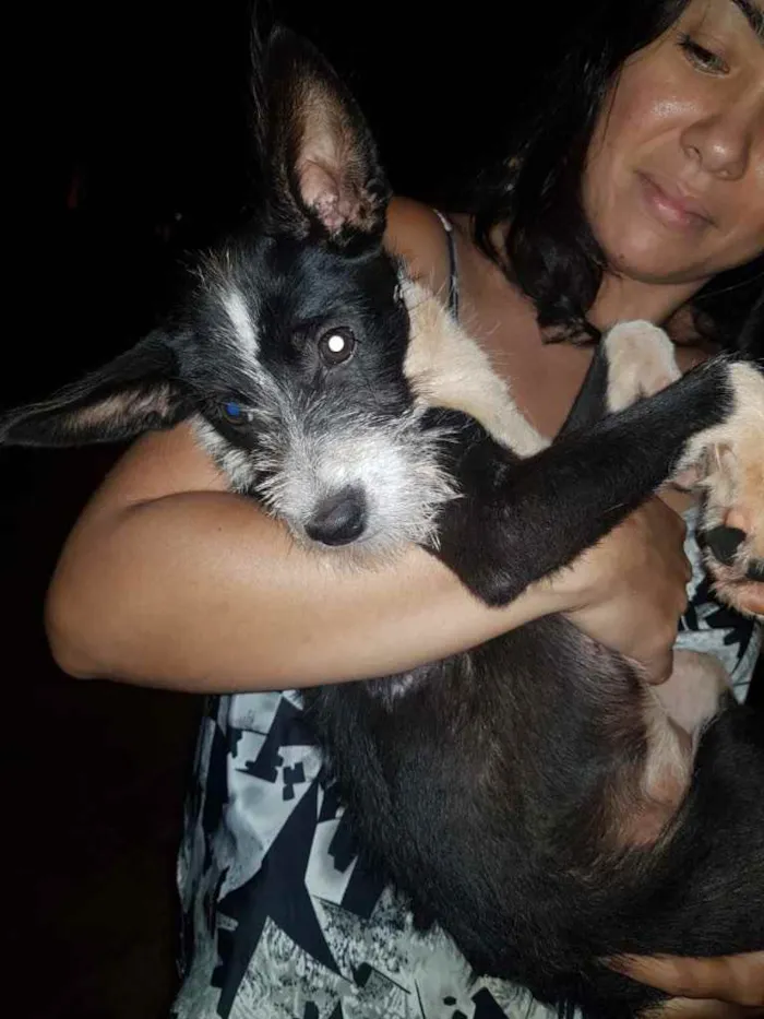 Cachorro ra a Vira lata idade 2 a 6 meses nome Lua